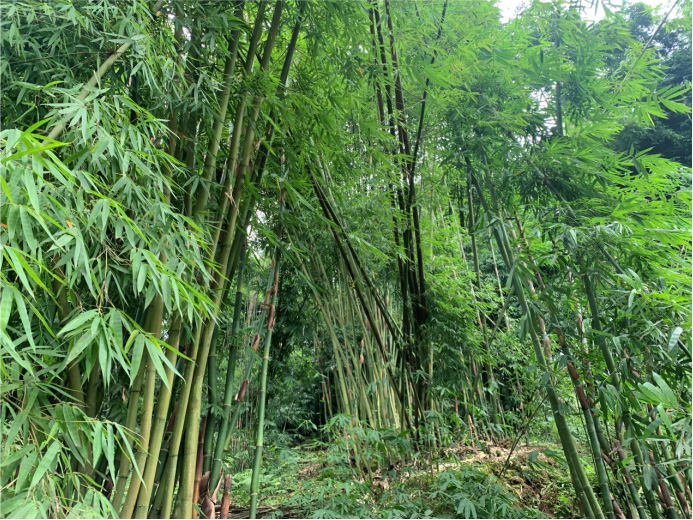 四川青神实地考察-1.jpg